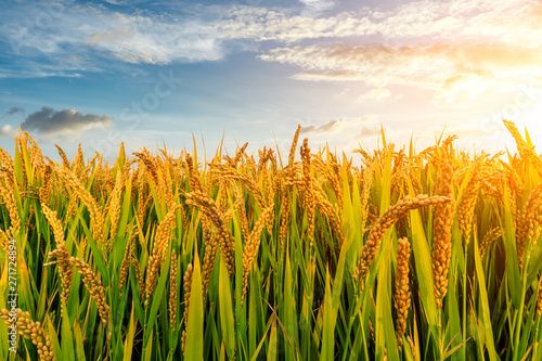 We grow fresh, organic produce using clean methods that protect nature, healthy food.