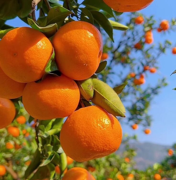 We grow fresh, organic produce using clean methods that protect nature, healthy food.